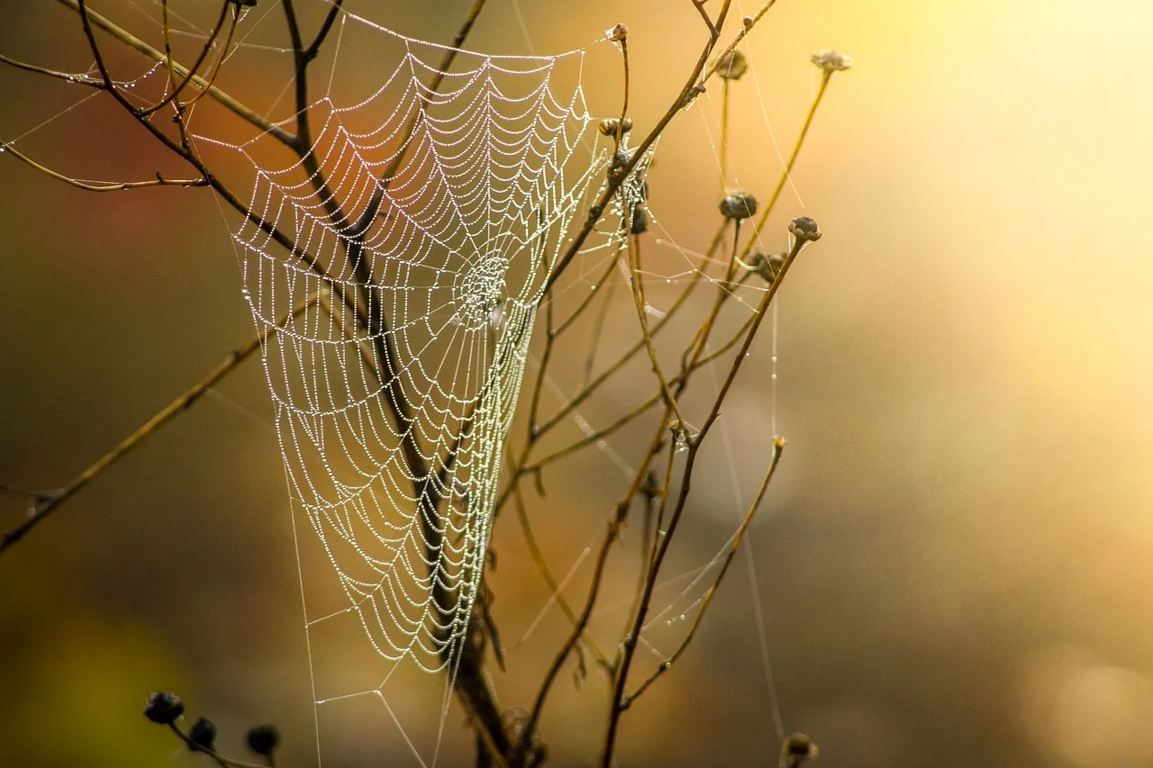 Crawl API: Efficient Web Content Extraction