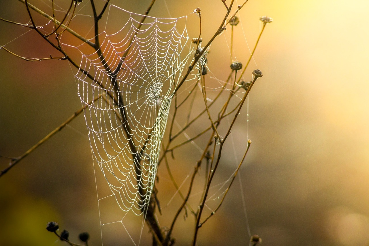 Crawl API: Efficient Web Content Extraction